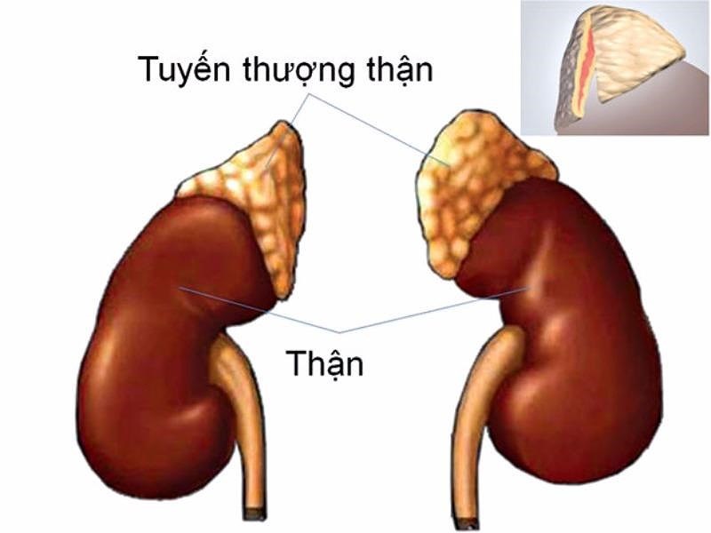 Tuyến thượng thận cần được bảo vệ